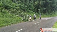 _2026-05-31 Baum über Straße Hohes Kreuz-17-3